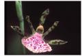 orquídea