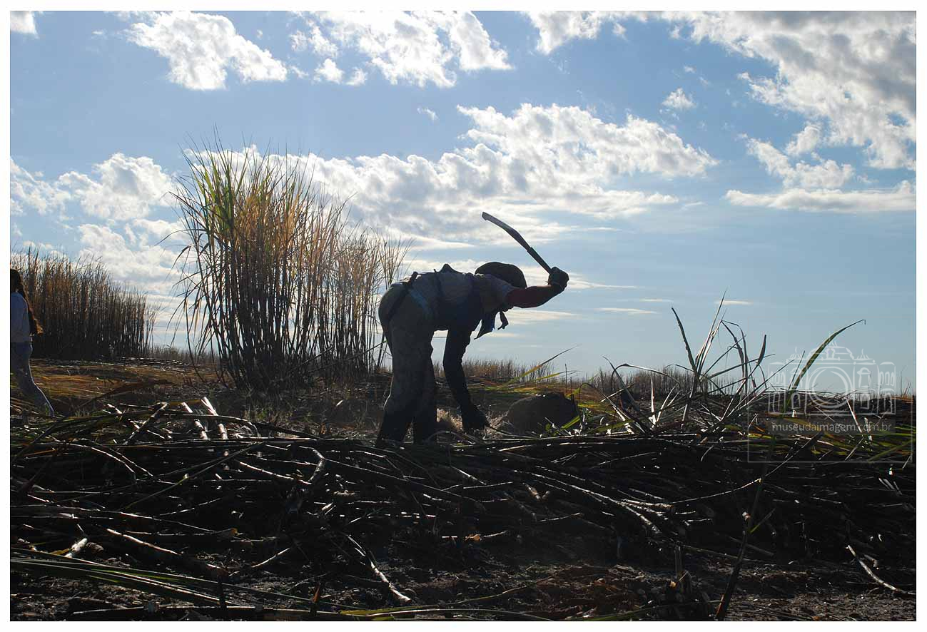 boia fria, colheita de cana-de-açucar