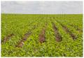Balsas - Maralhão, Plantação de soja, 