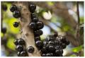 Jabuticaba