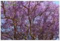 arvore florida, jacaranda cuspidifolia