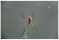 aranha