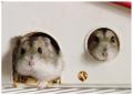 rato, hamster