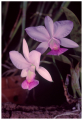 Orquídea Cattleya
