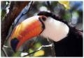 tucano