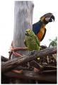arara, papagaio
