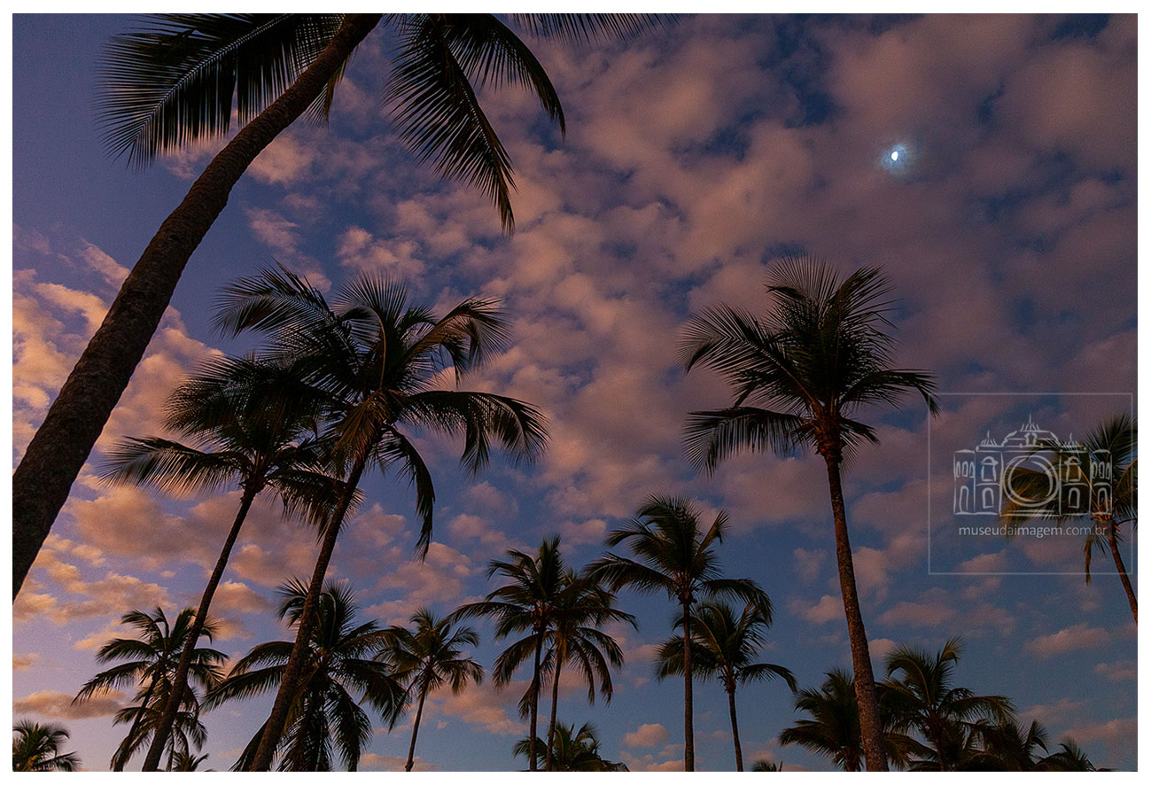 coqueiro, céu, lua